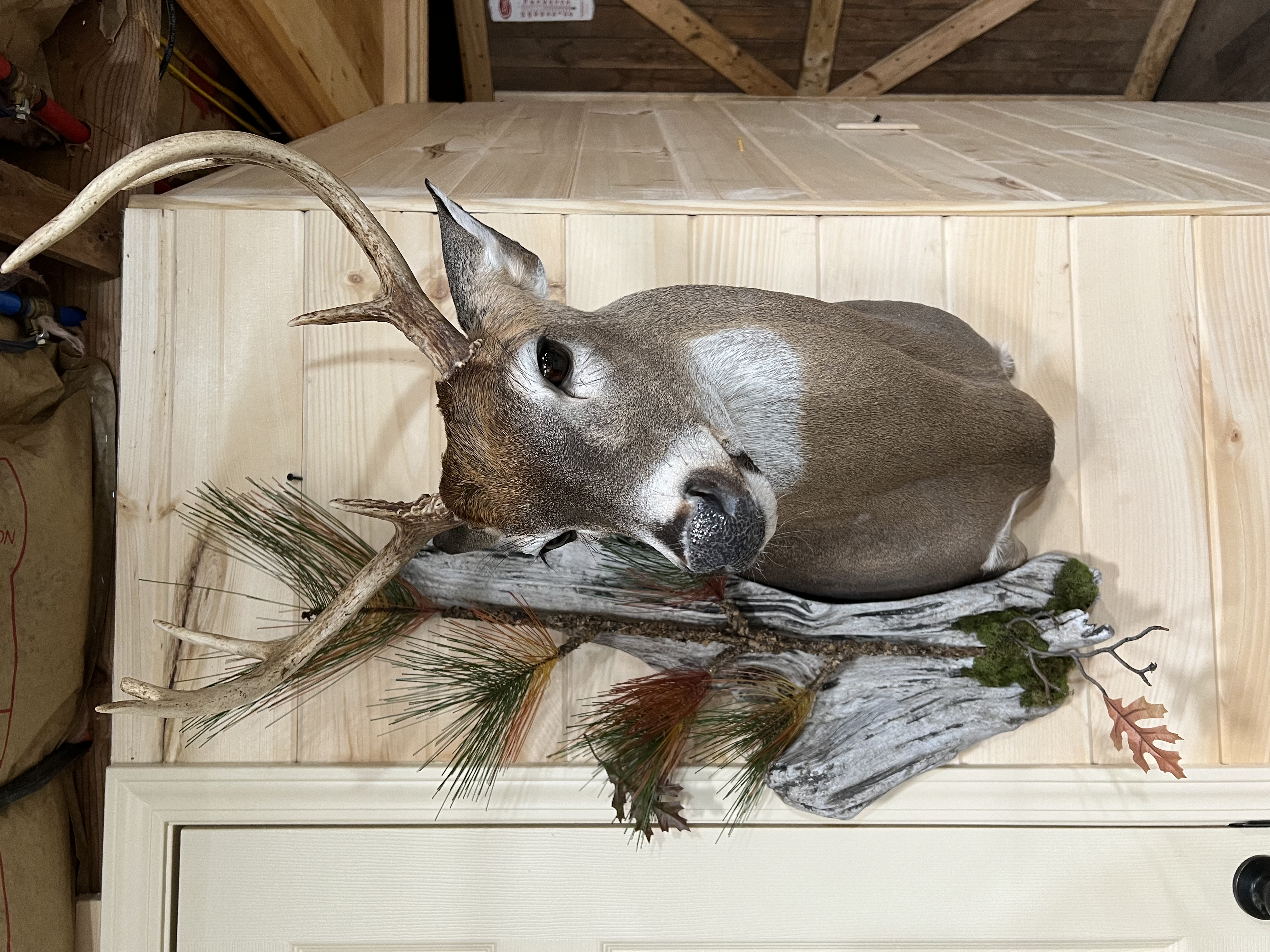 Deer Semi-Sneak Mount with Pine Base