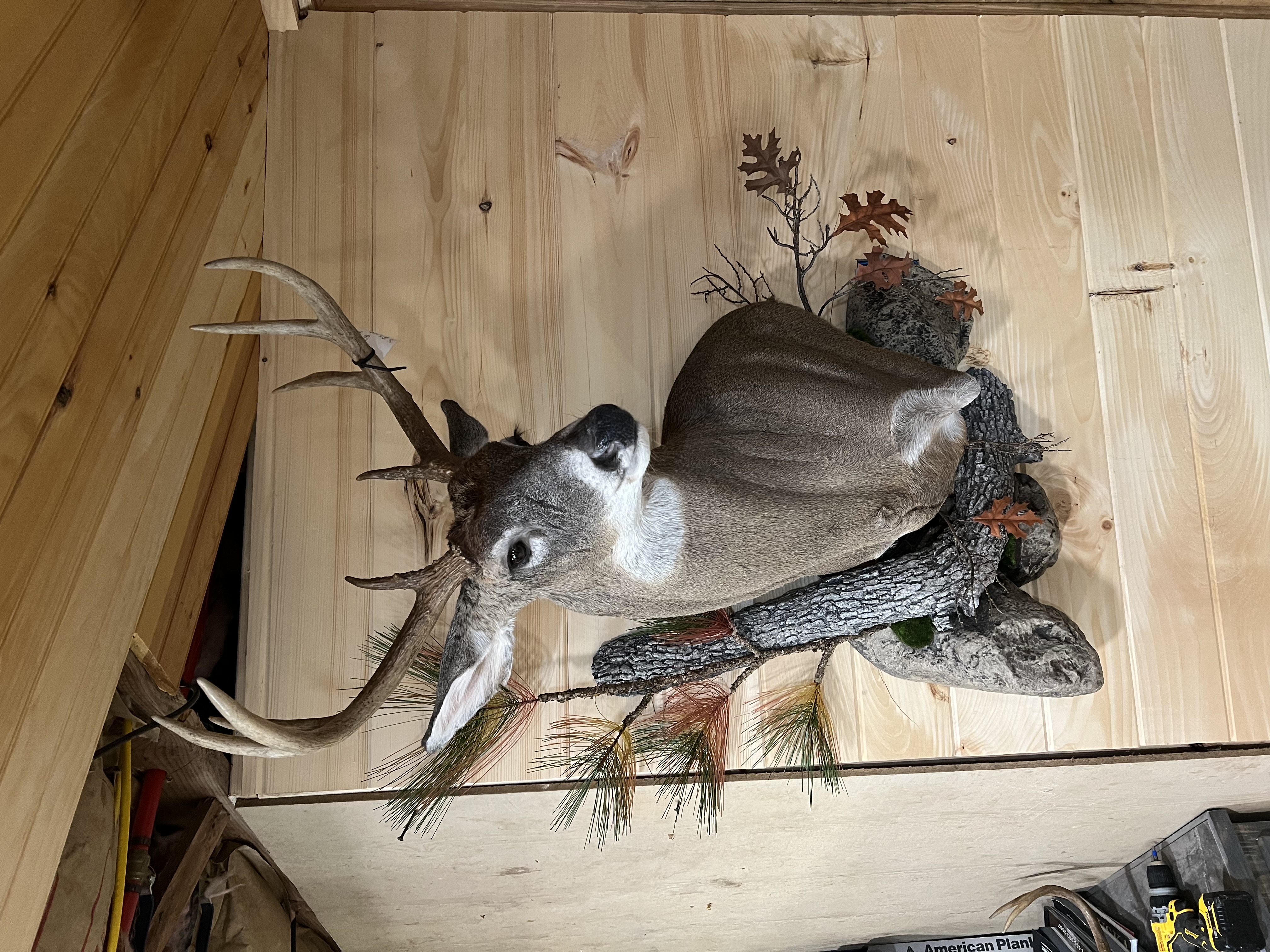 Deer Shoulder Mount with Custom Habitat Scene