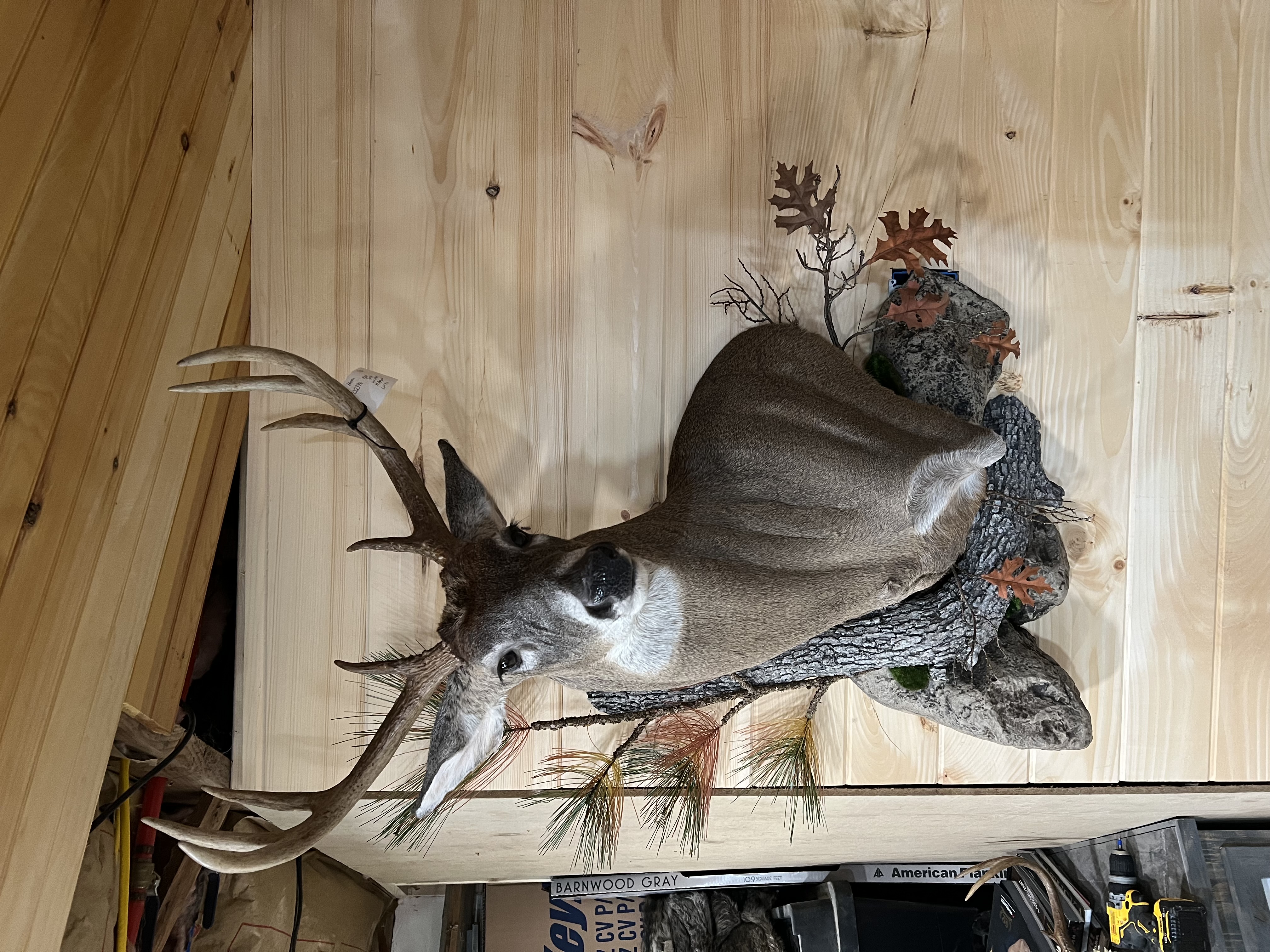 Deer Shoulder Mount Habitat Scene Detail