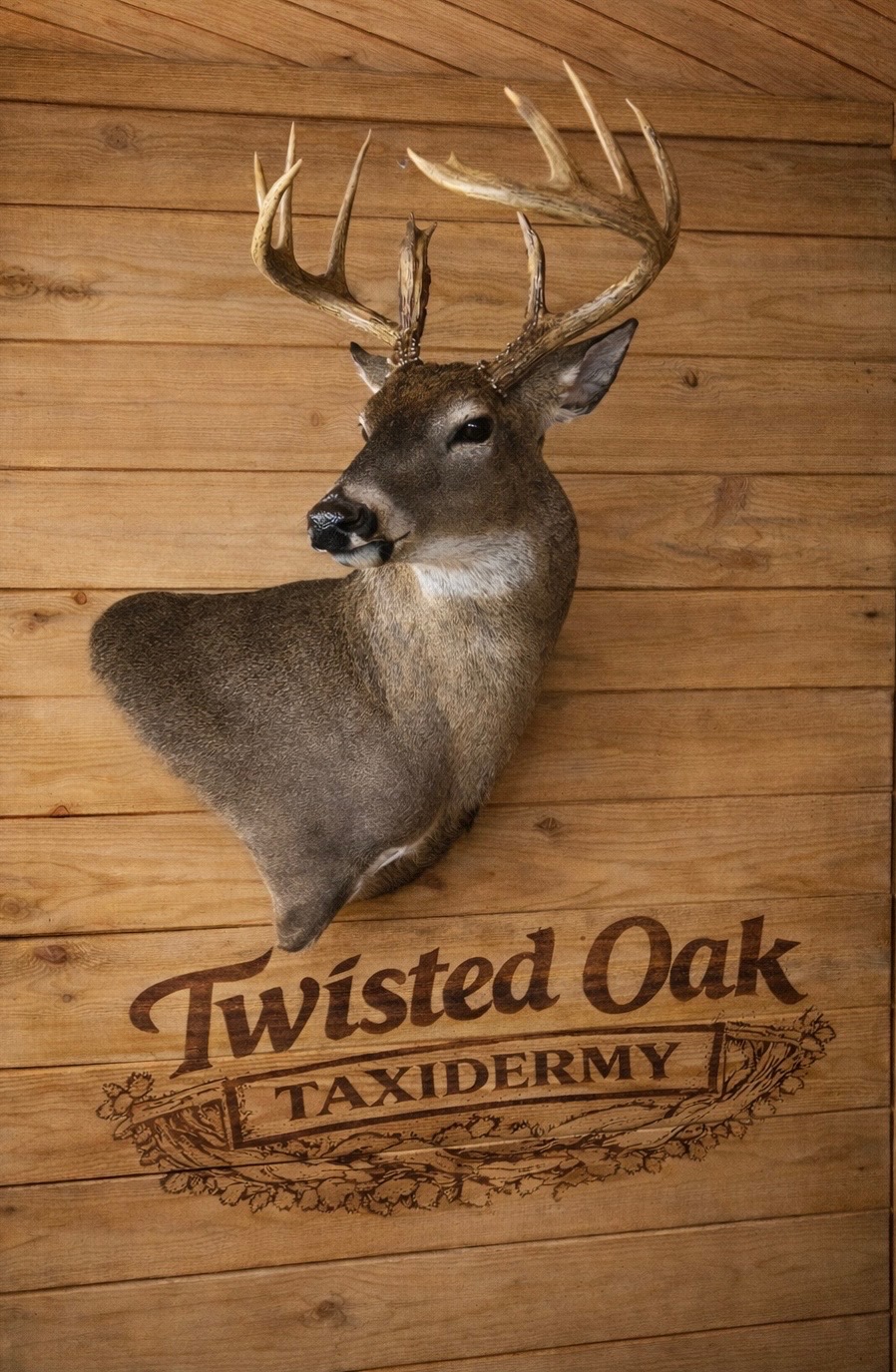 Whitetail Deer Shoulder Mount Semi-Sneak Pose