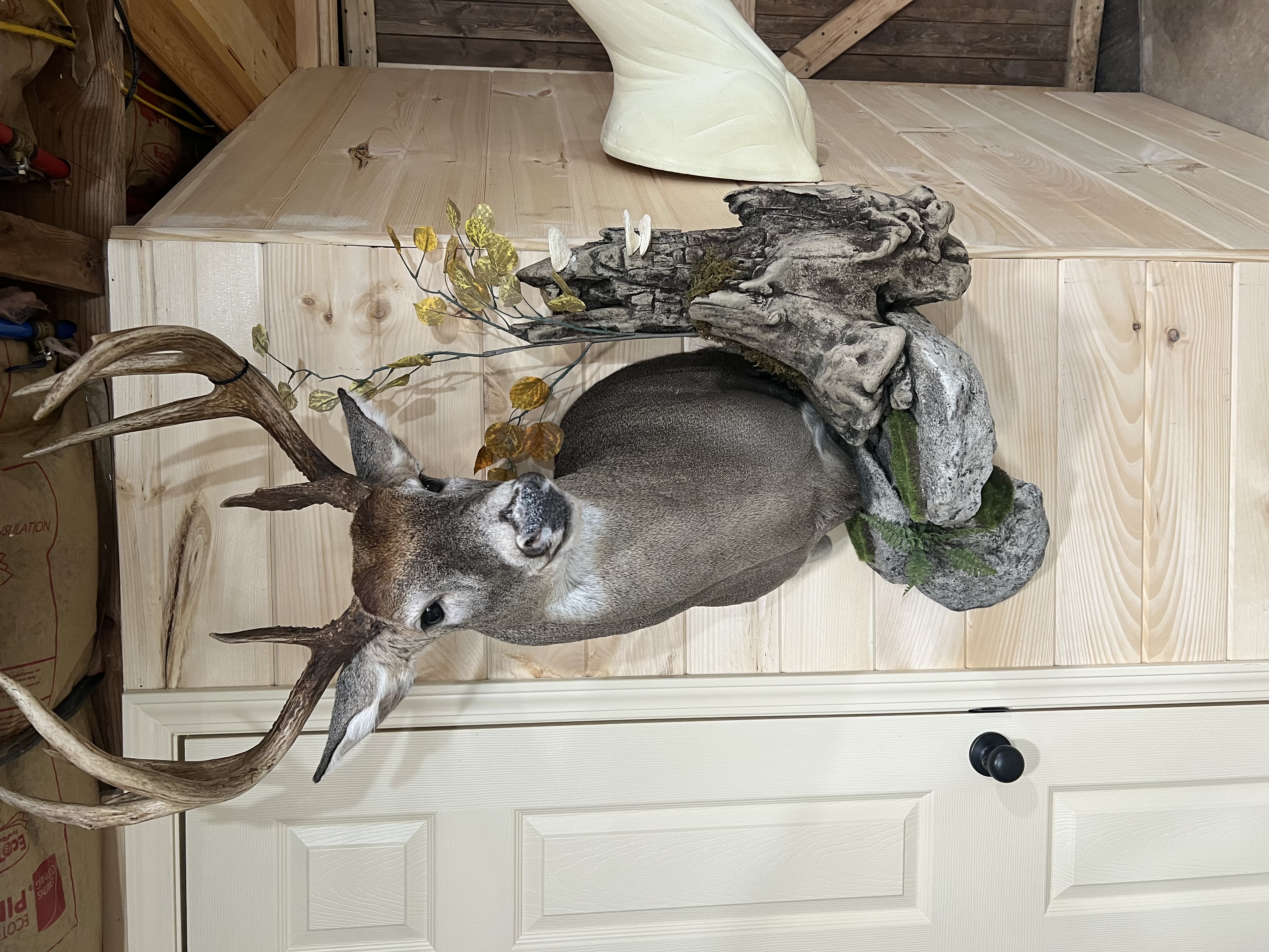 Whitetail Shoulder Mount on Driftwood Base
