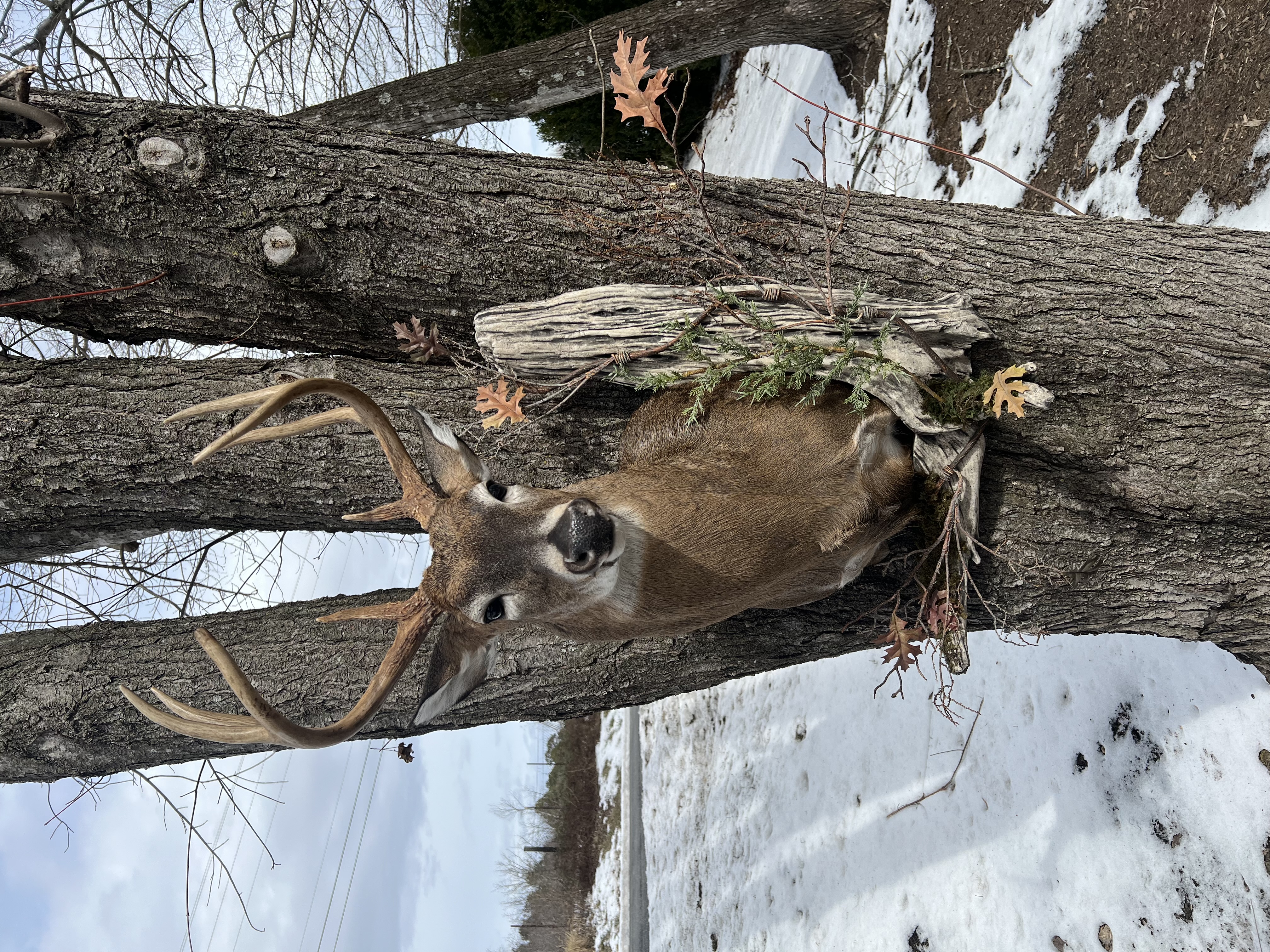 Whitetail Shoulder Mount in Natural Setting