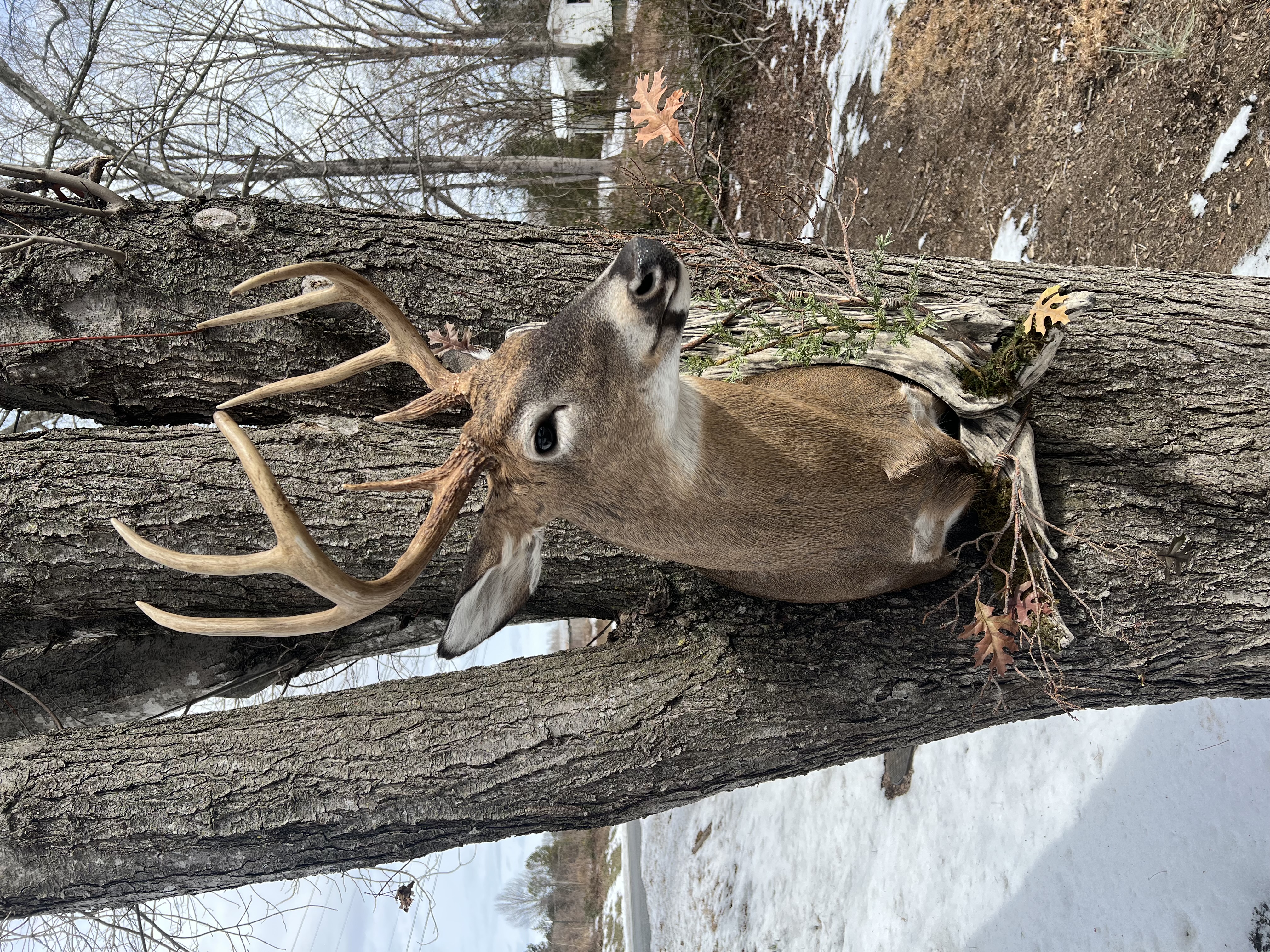 Whitetail Shoulder Mount Natural Setting Close-Up