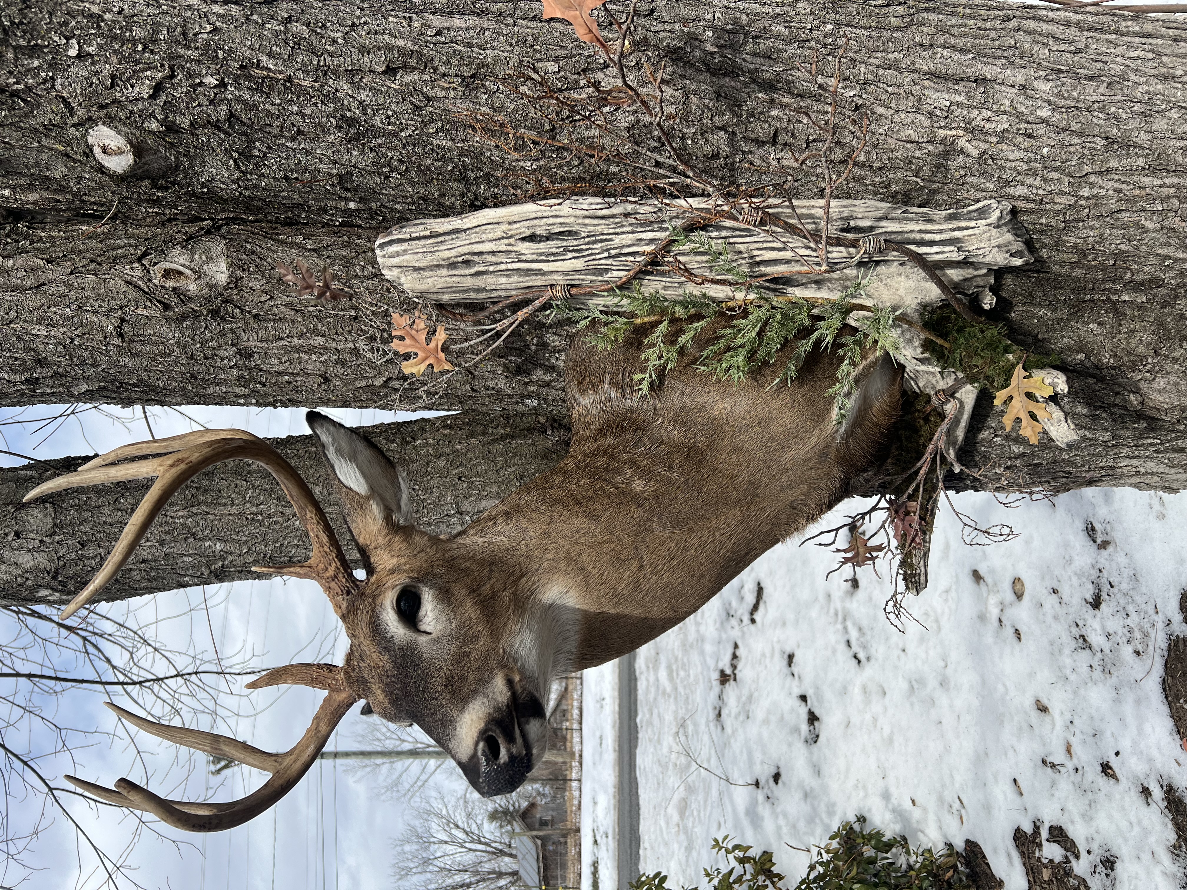 Whitetail Shoulder Mount Natural Setting Side View
