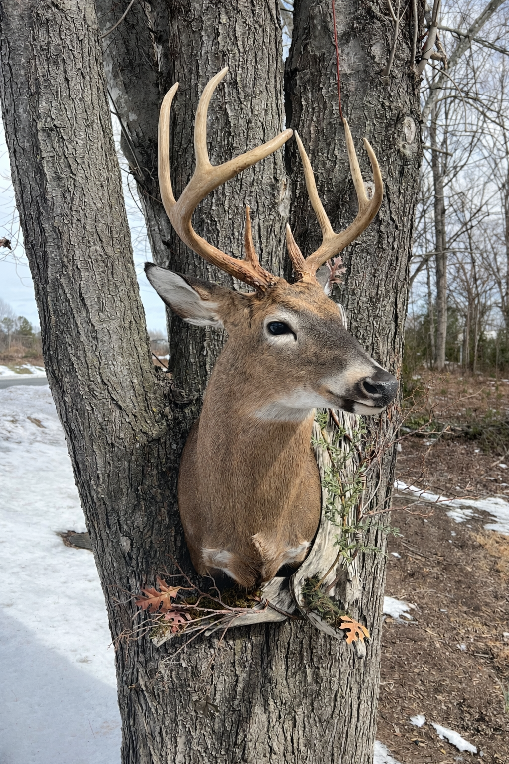 Whitetail Shoulder Mount Outdoor Display